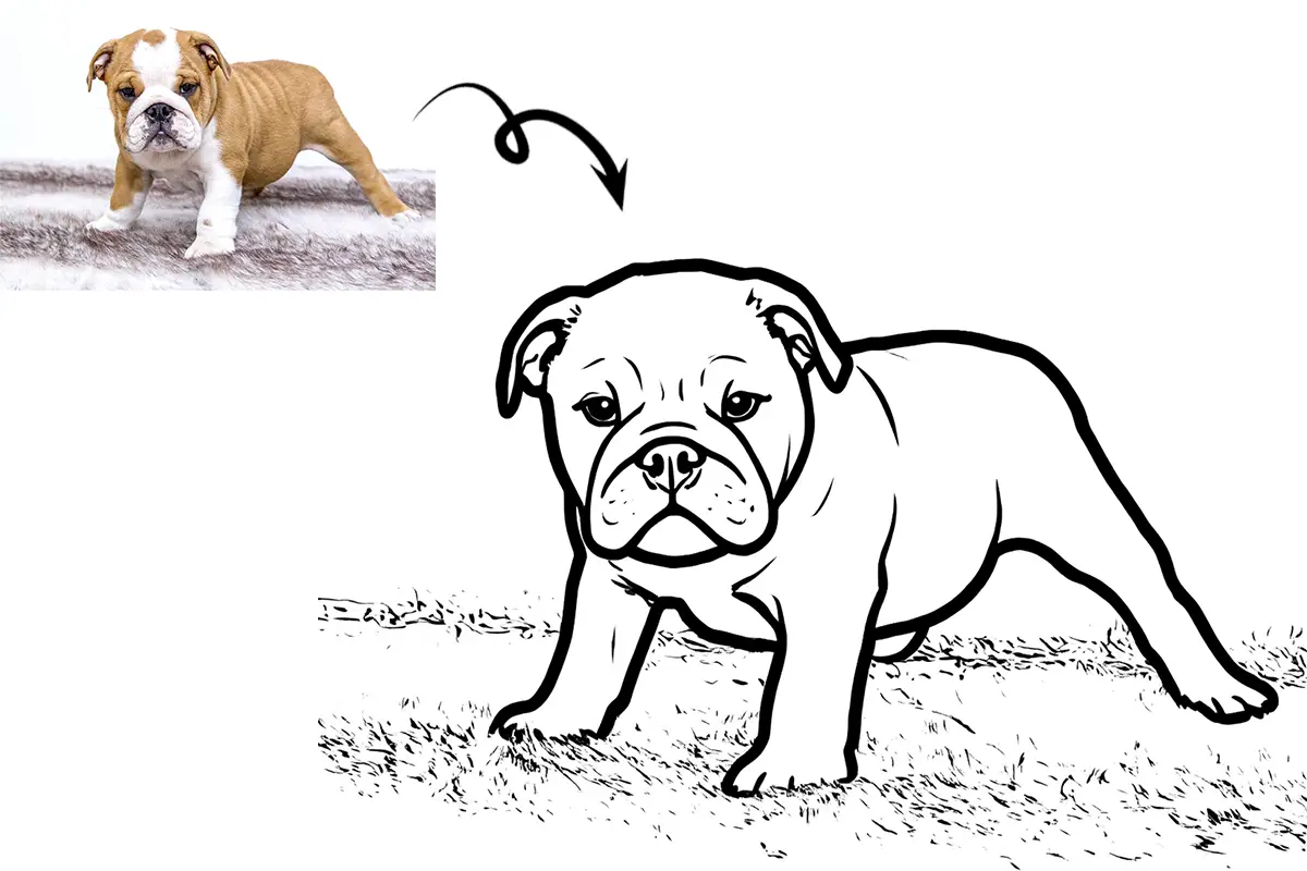 Bulldog puppy photo and line art sketch comparison